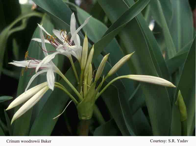 Crinum woodrowii Baker